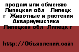 продам или обменяю - Липецкая обл., Липецк г. Животные и растения » Аквариумистика   . Липецкая обл.,Липецк г.